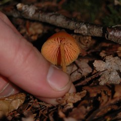 Entoloma salmoneum