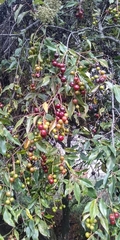 Prunus serotina salicifolia