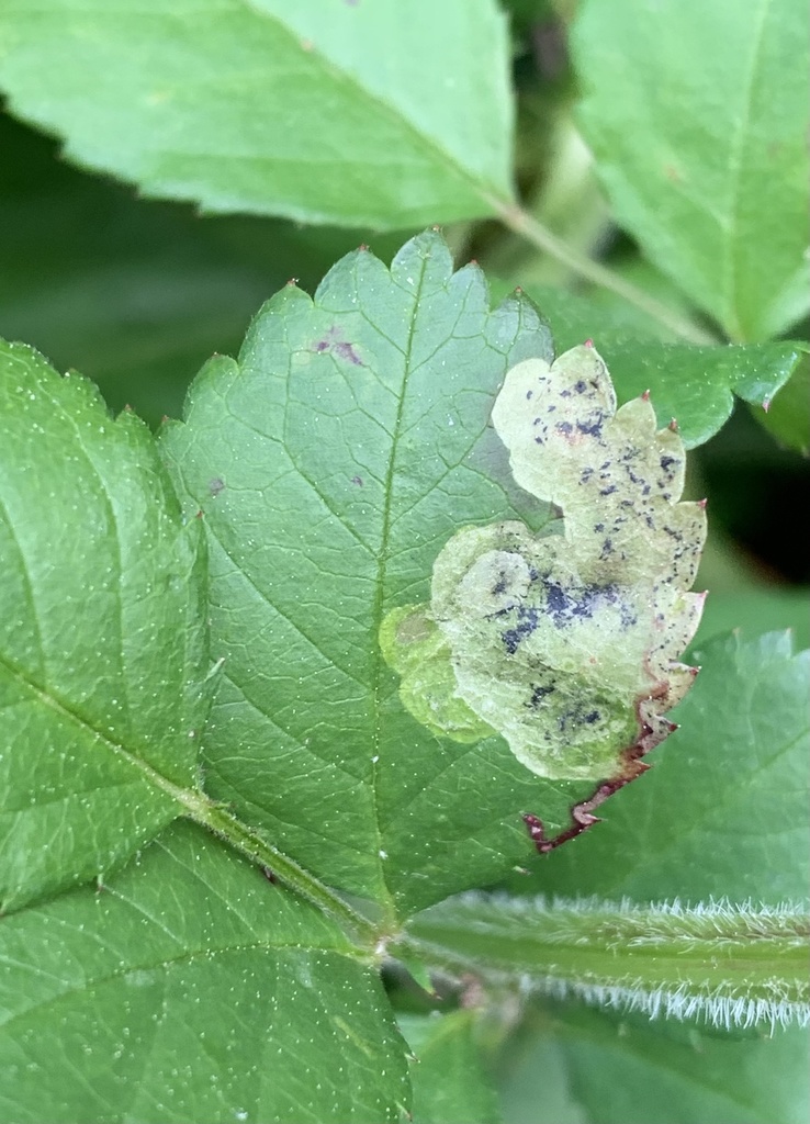 Agromyza masculina