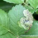 Agromyza masculina - Photo (c) Bill MacIndewar, algunos derechos reservados (CC BY-NC), subido por Bill MacIndewar