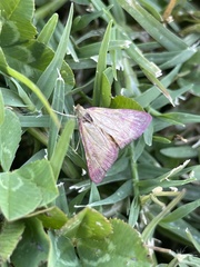Pyrausta inornatalis