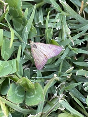 Pyrausta inornatalis