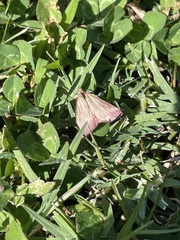 Pyrausta inornatalis