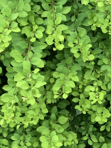 photo of Japanese Barberry (Berberis thunbergii)