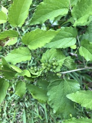 Celticecis celtiphyllia