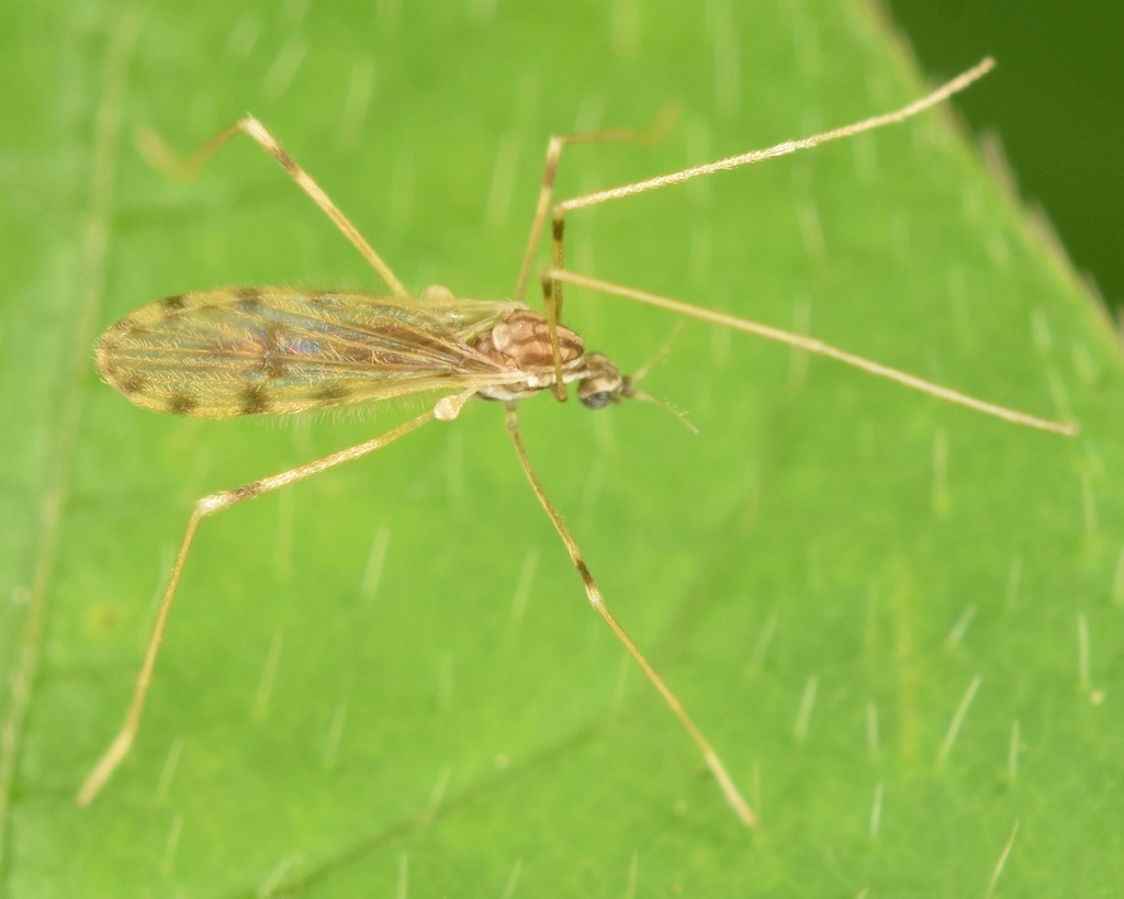 Erioptera parva