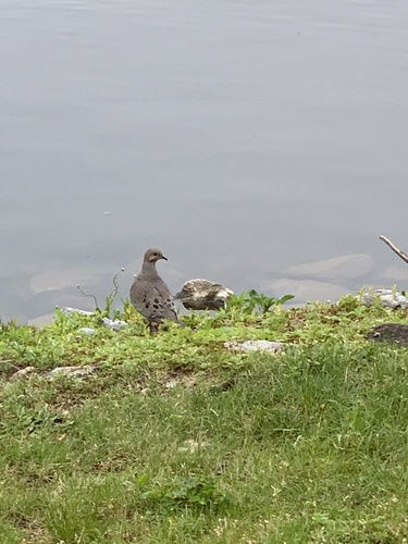 photo of Mourning Dove (Zenaida macroura)