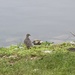 photo of Mourning Dove (Zenaida macroura)