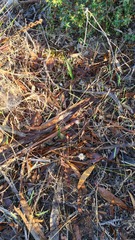 Thelymitra alcockiae