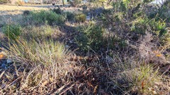 Thelymitra alcockiae