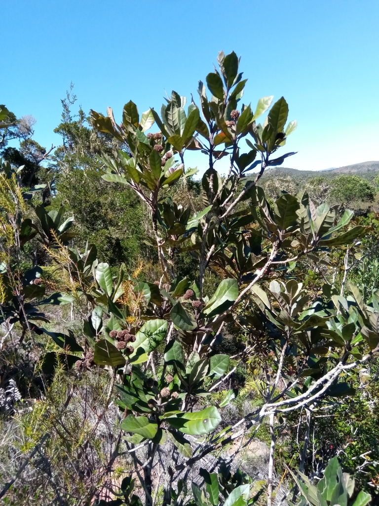 Nuxia pachyphylla
