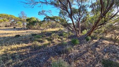 Thelymitra alcockiae
