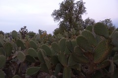Opuntia joconostle