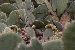 Opuntia joconostle