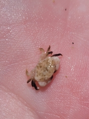 Xanthoidea