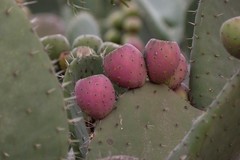Opuntia joconostle
