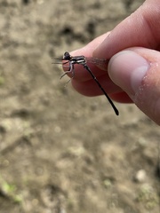 Argia tibialis