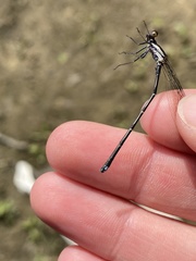 Argia tibialis