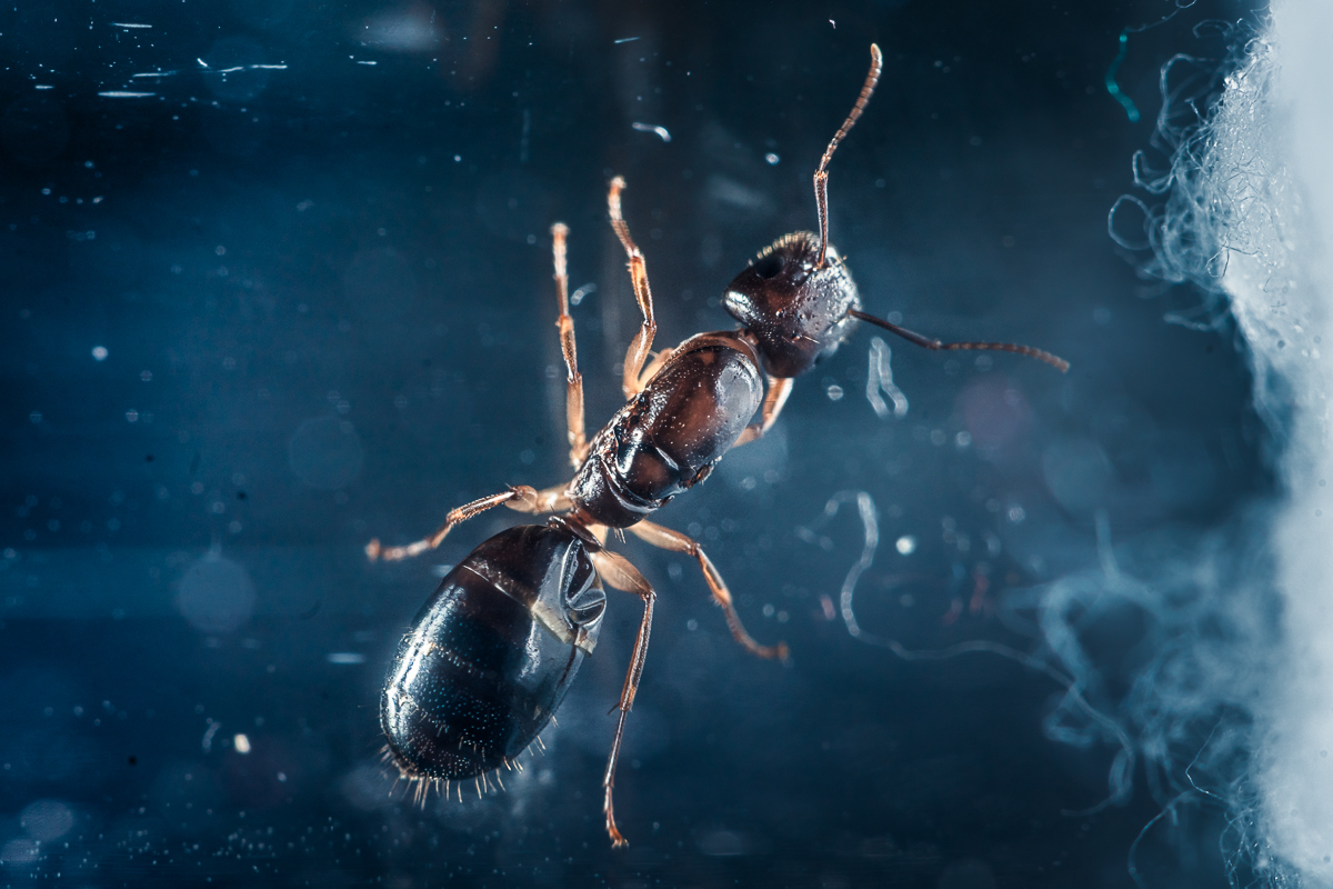 Camponotus yogi
