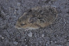 Peromyscus labecula