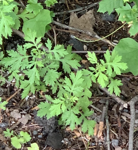 photo of Chamomiles, Yarrows, And Allies (Anthemideae)