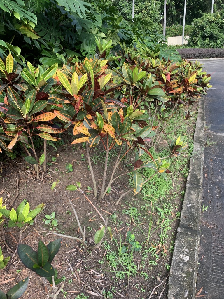 Variegated Croton From Shenzhen Xili Golf And Country Club, Shenzhen 