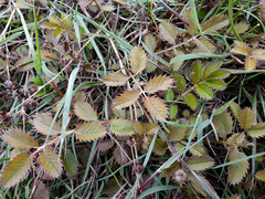 Argentina anserinoides