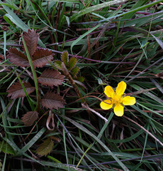Argentina anserinoides