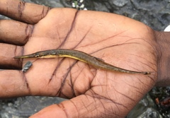 Aulorhynchus flavidus