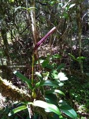 Bulbophyllum henrici image