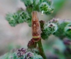 Colladonus montanus reductus