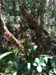 Bulbophyllum henrici
