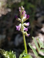 Astragalus eucosmus