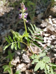 Astragalus eucosmus