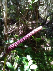 Bulbophyllum henrici image