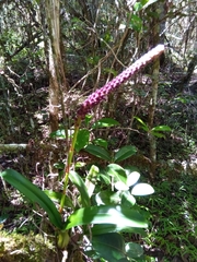 Bulbophyllum henrici image