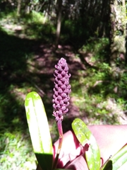 Bulbophyllum henrici image