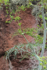 Arracacia tolucensis