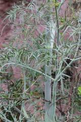 Foeniculum