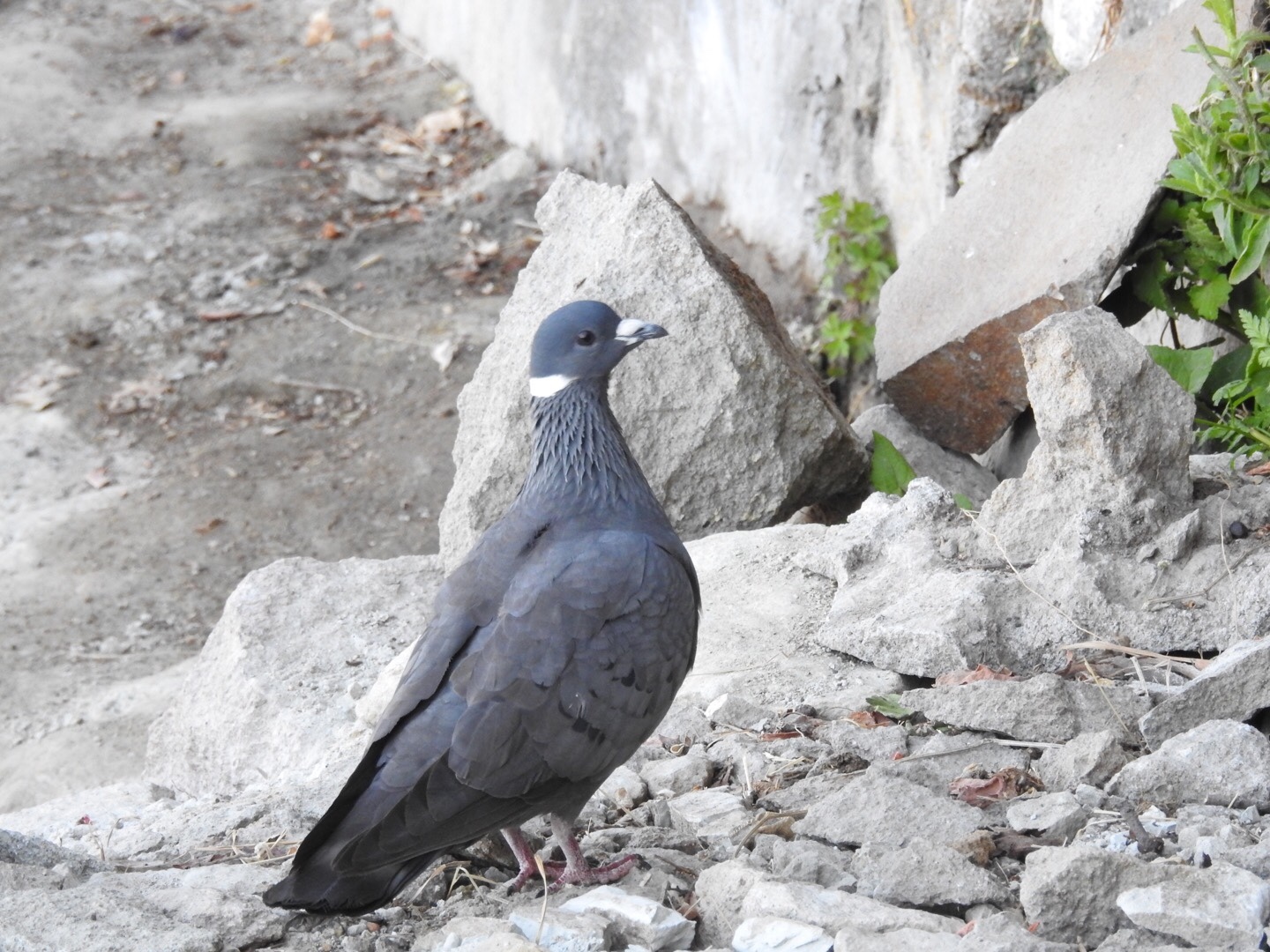 White-collared Pigeon (Columba albitorques), photo 2