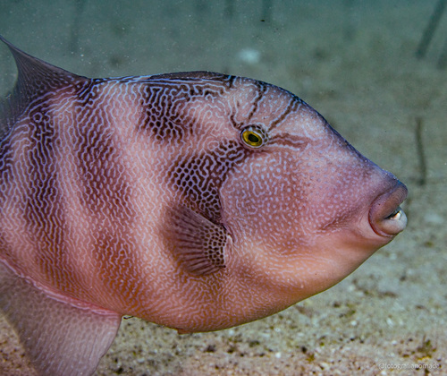 Stone Triggerfish