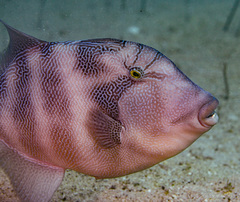 Pseudobalistes naufragium