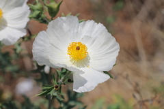 Argemone grandiflora