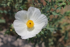 Argemone grandiflora