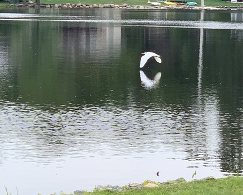 photo of Great Egret (Ardea alba)