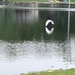 photo of Great Egret (Ardea alba)