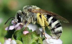 Lasioglossum sisymbrii