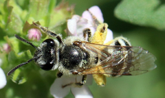 Lasioglossum sisymbrii
