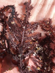 Neoptilota densa
