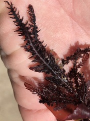 Neoptilota densa